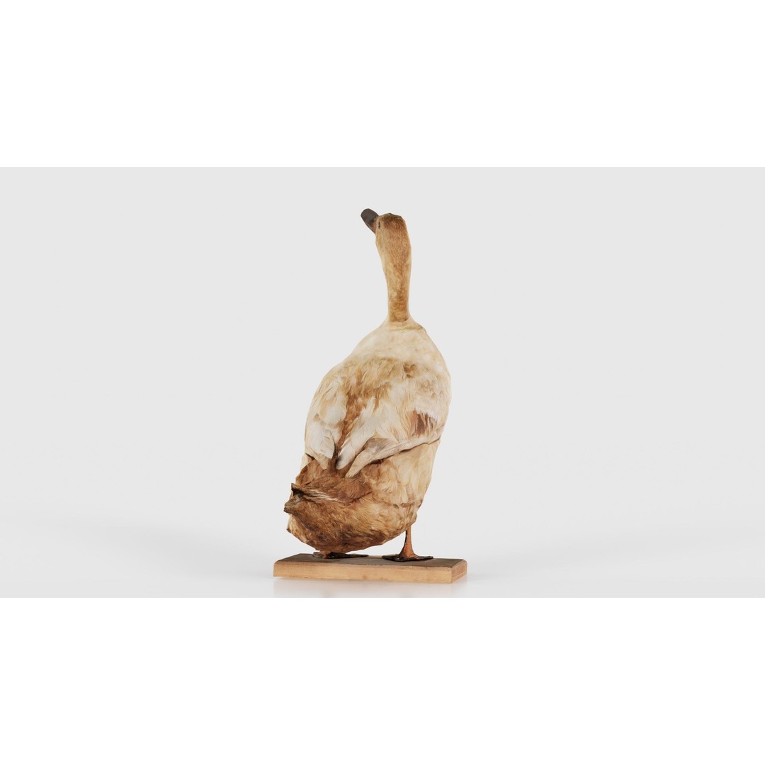 Duck 3D Model – Low Poly Animal with PBR Textures, FBX - View 26