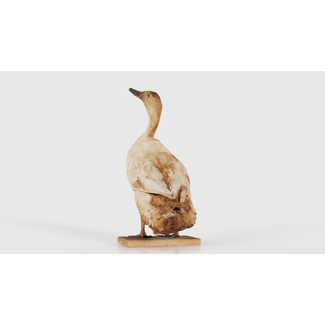 Duck 3D Model – Low Poly Animal with PBR Textures, FBX - View 27