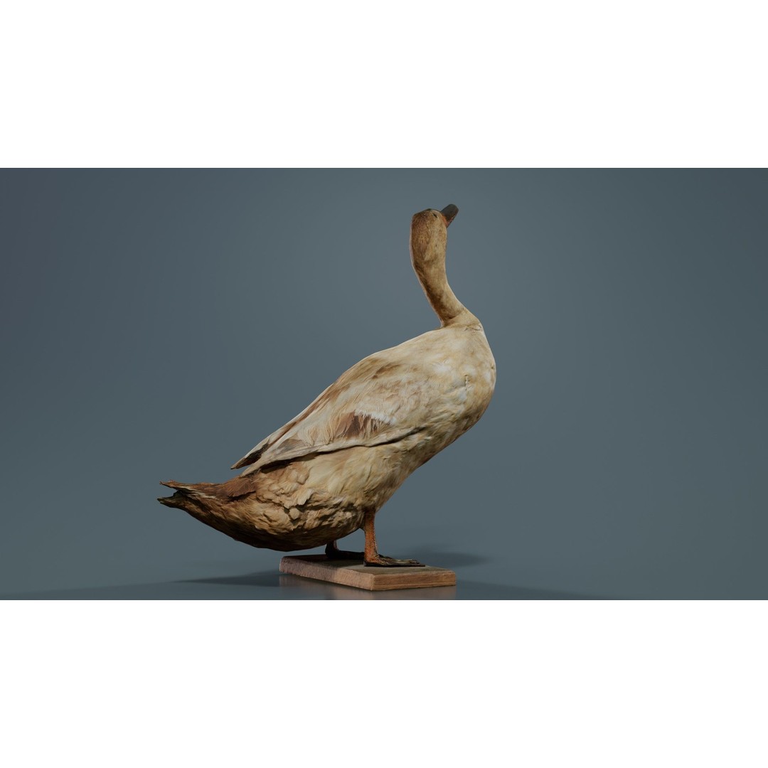 Duck 3D Model – Low Poly Animal with PBR Textures, FBX - View 3