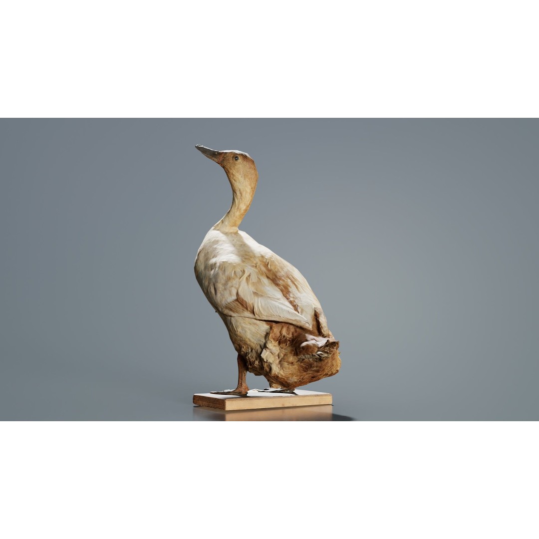 Duck 3D Model – Low Poly Animal with PBR Textures, FBX - View 4
