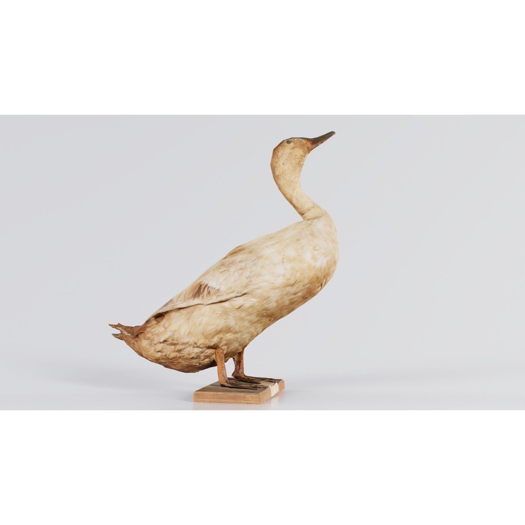 Duck 3D Model – Low Poly Animal with PBR Textures, FBX - View 5