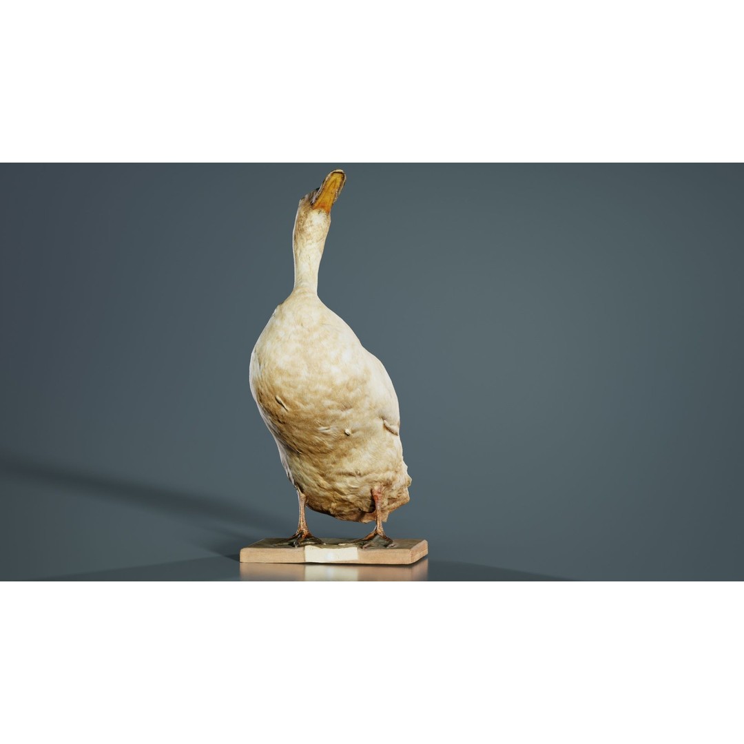Duck 3D Model – Low Poly Animal with PBR Textures, FBX - View 6