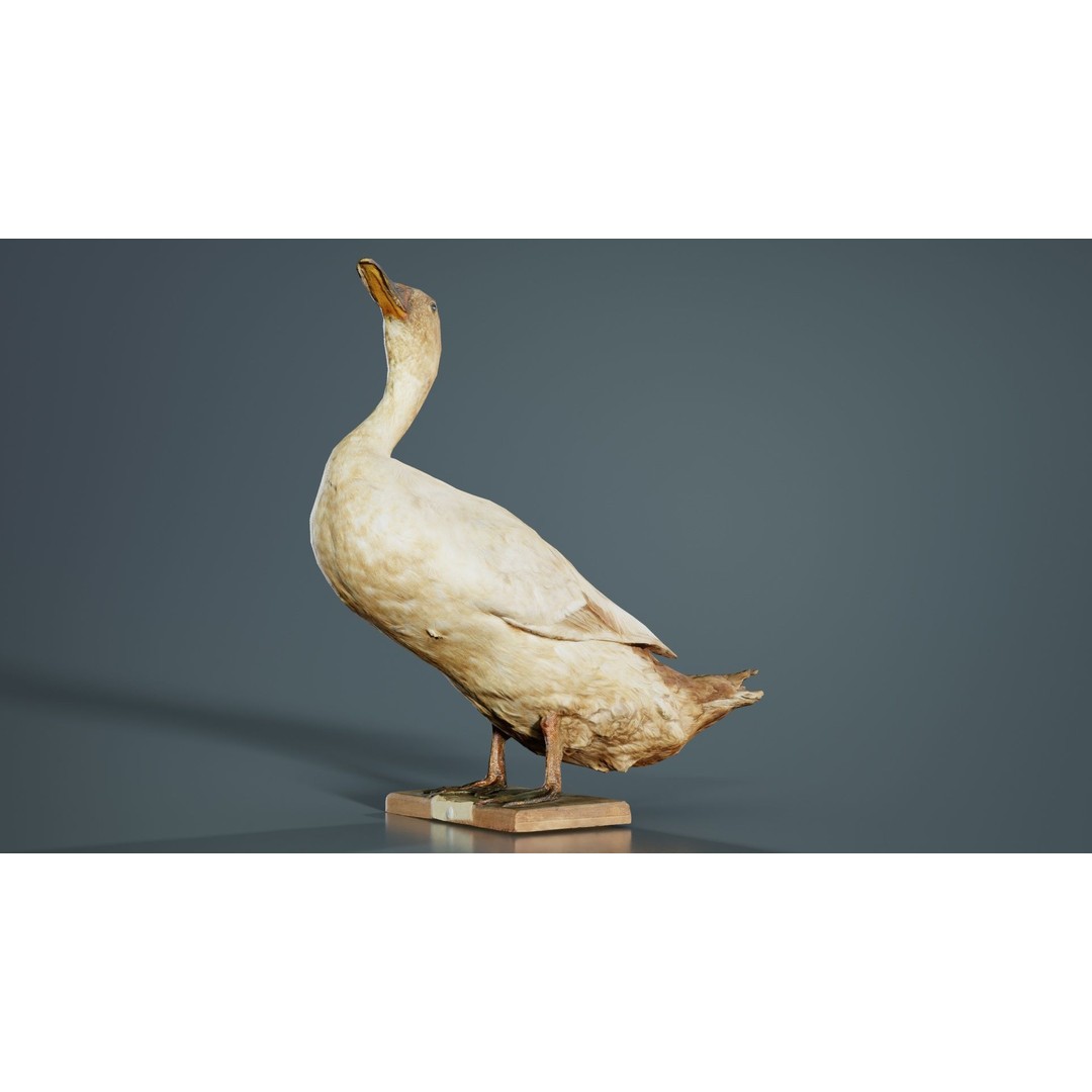 Duck 3D Model – Low Poly Animal with PBR Textures, FBX - View 7