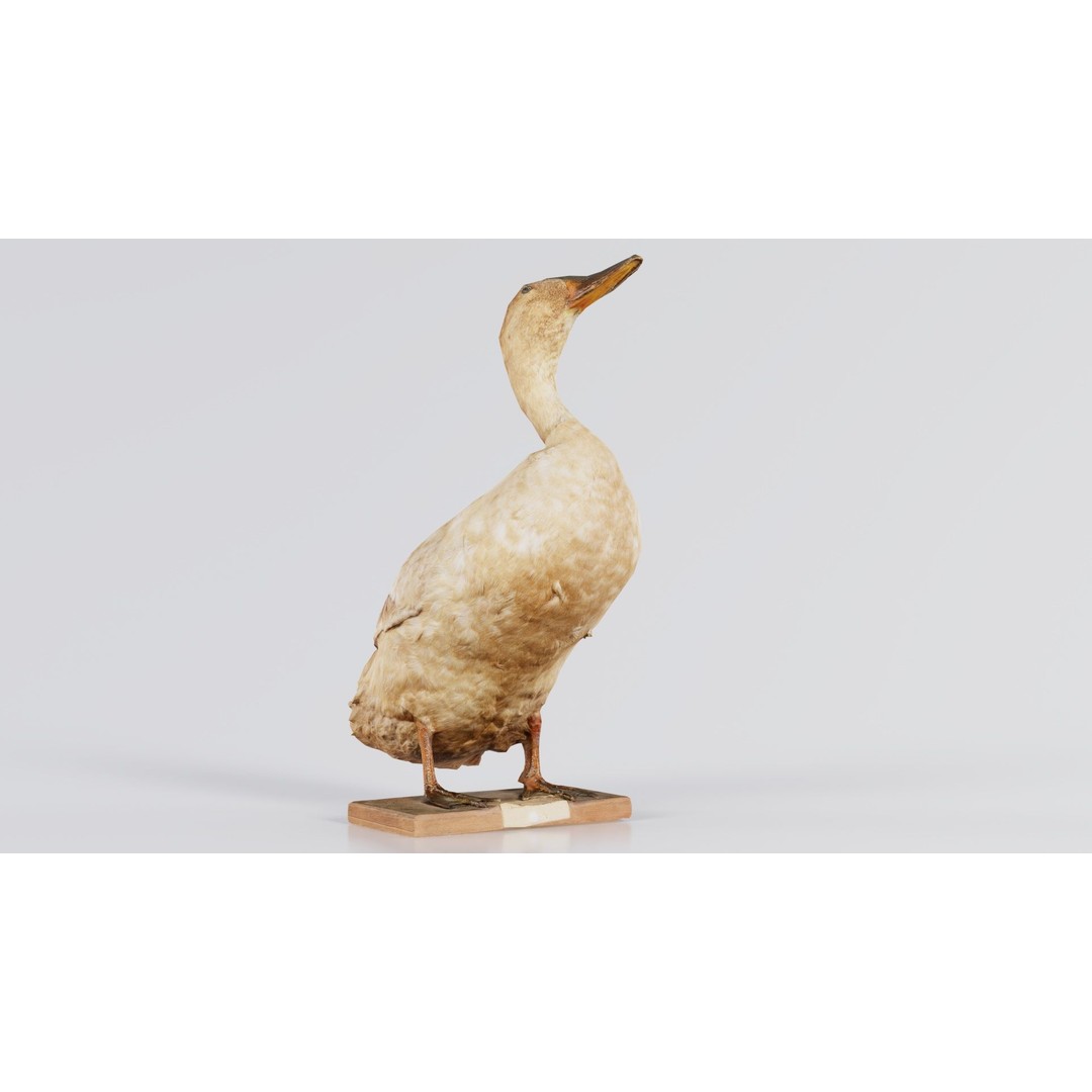 Duck 3D Model – Low Poly Animal with PBR Textures, FBX - View 8