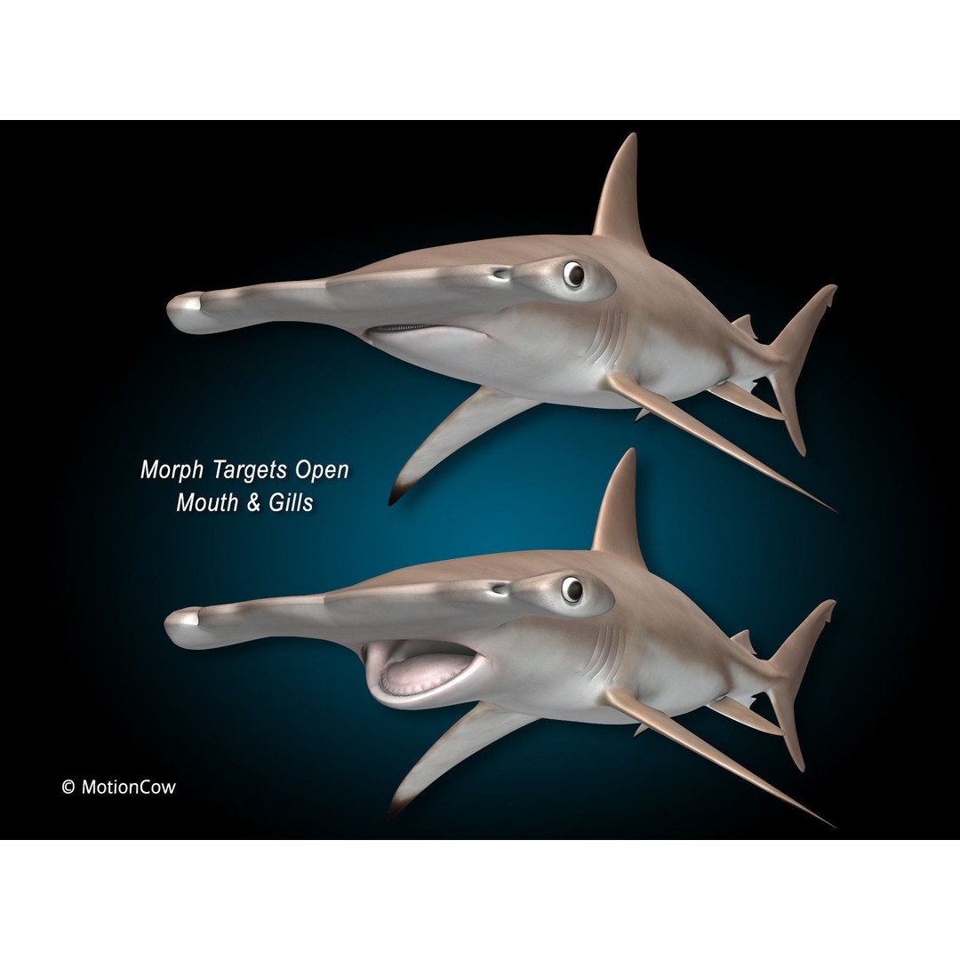 Hammerhead Shark 3D Model – Photo Realistic Rigged Animation FBX - View 10
