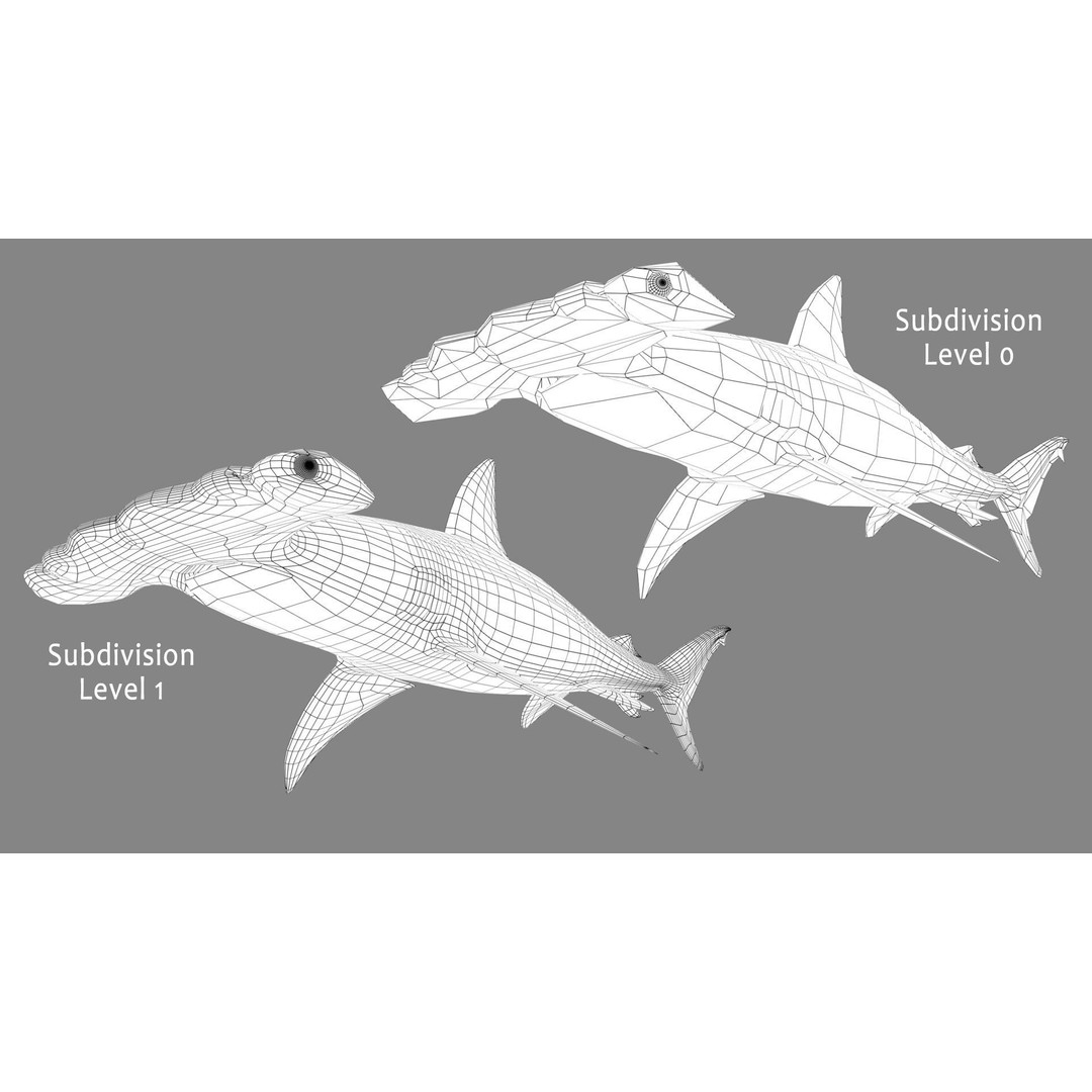 Hammerhead Shark 3D Model – Photo Realistic Rigged Animation FBX - View 11