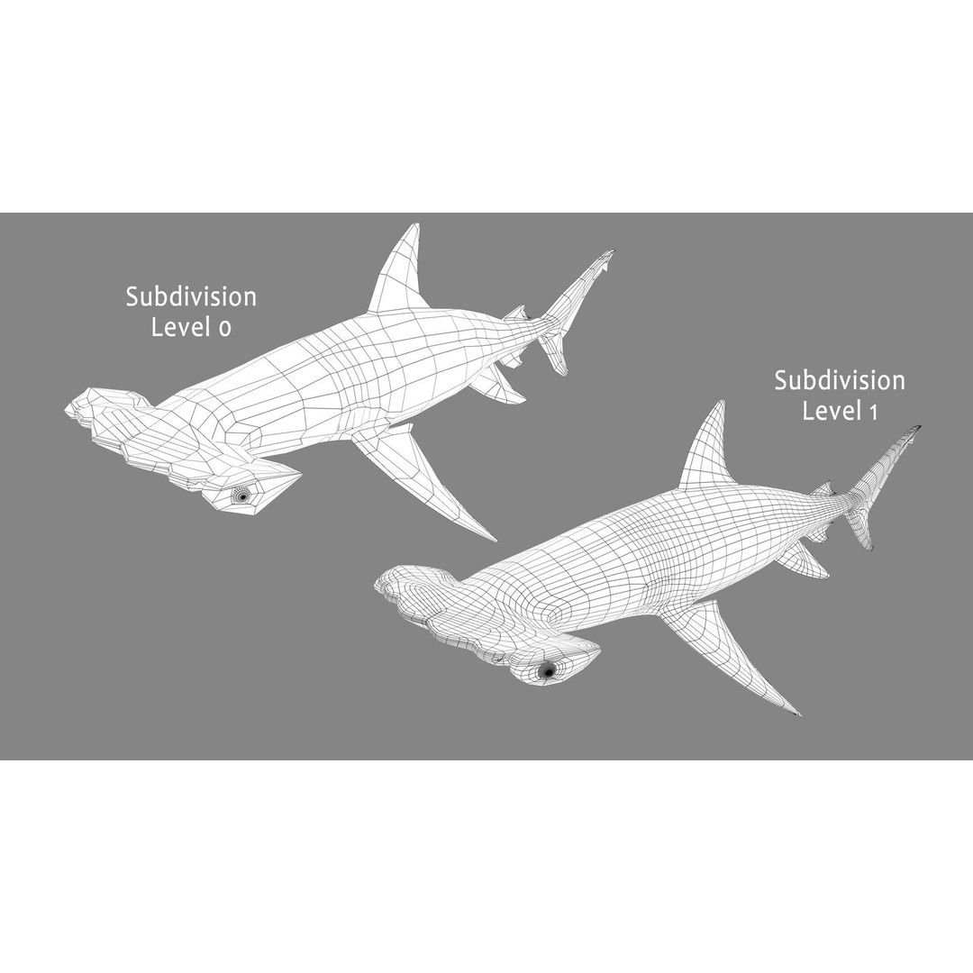 Hammerhead Shark 3D Model – Photo Realistic Rigged Animation FBX - View 12