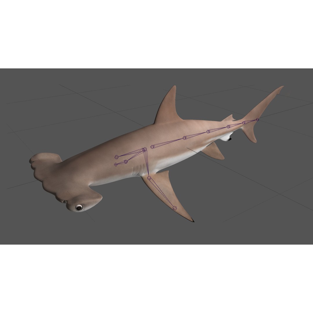 Hammerhead Shark 3D Model – Photo Realistic Rigged Animation FBX - View 13