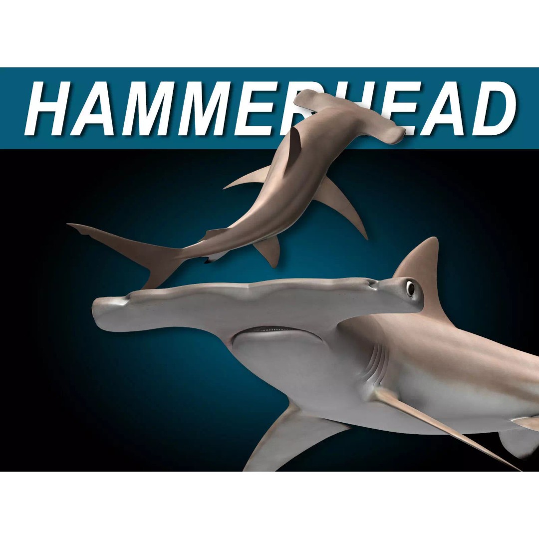 Hammerhead Shark 3D Model – Photo Realistic Rigged Animation FBX - View 2