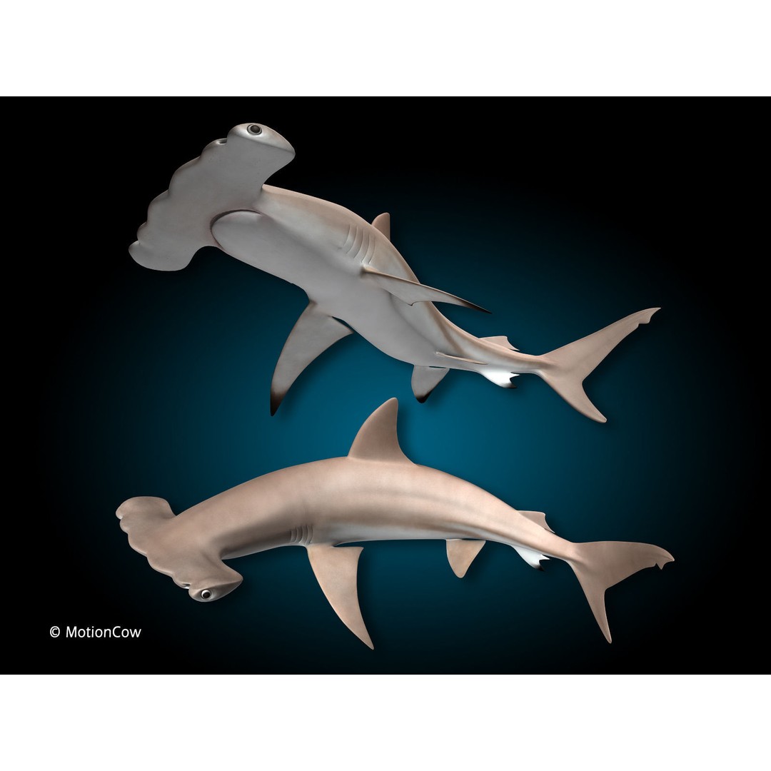 Hammerhead Shark 3D Model – Photo Realistic Rigged Animation FBX - View 3