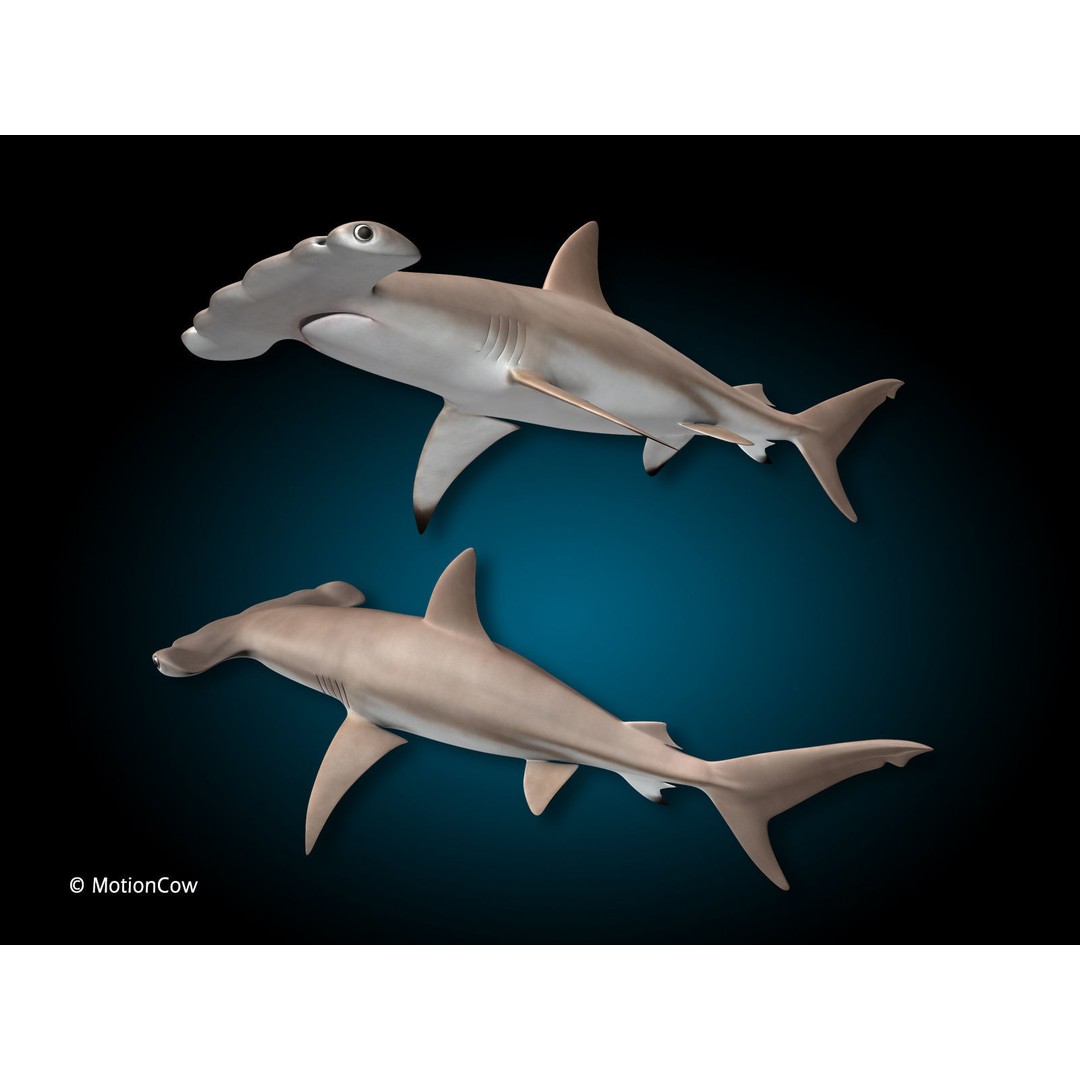 Hammerhead Shark 3D Model – Photo Realistic Rigged Animation FBX - View 4