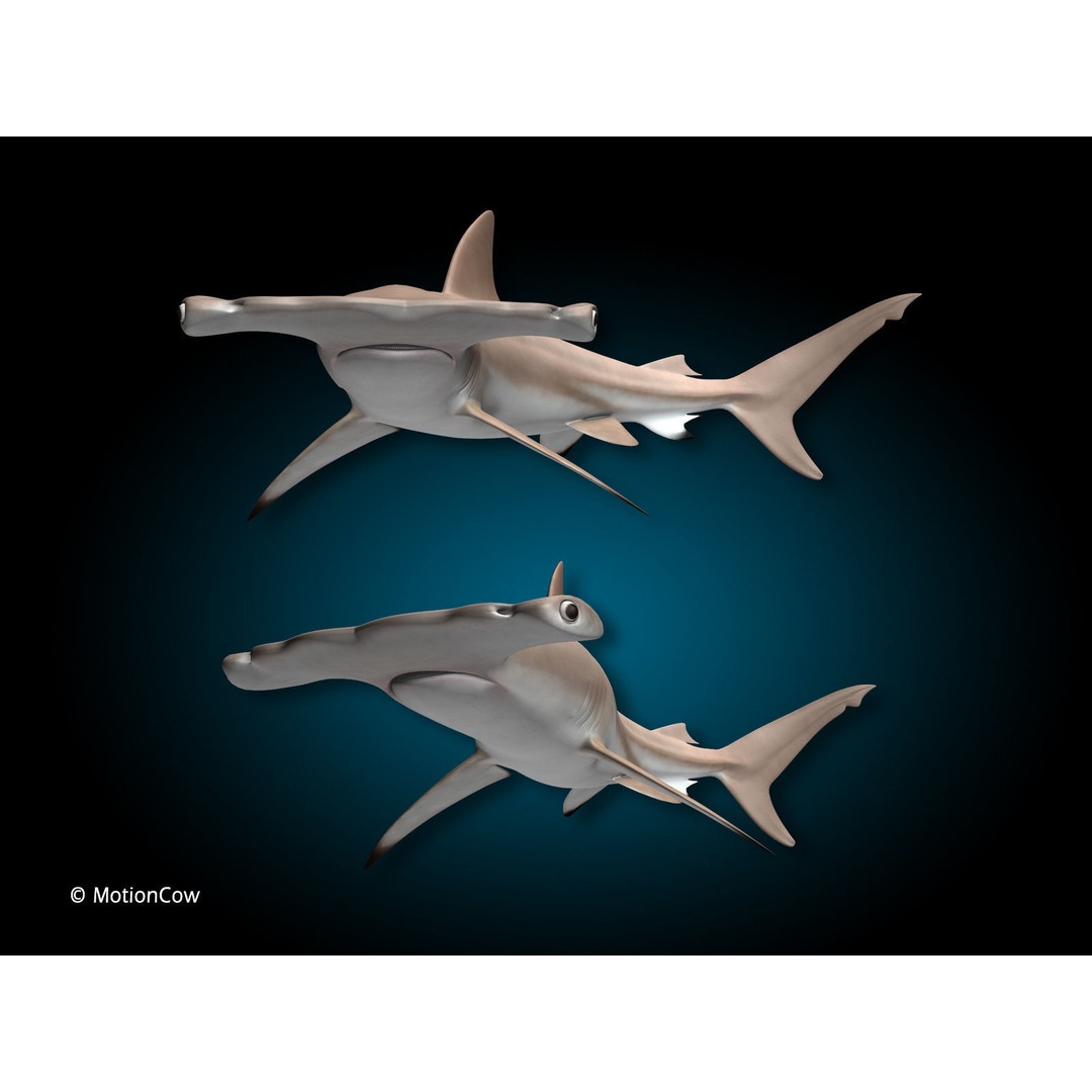 Hammerhead Shark 3D Model – Photo Realistic Rigged Animation FBX - View 5