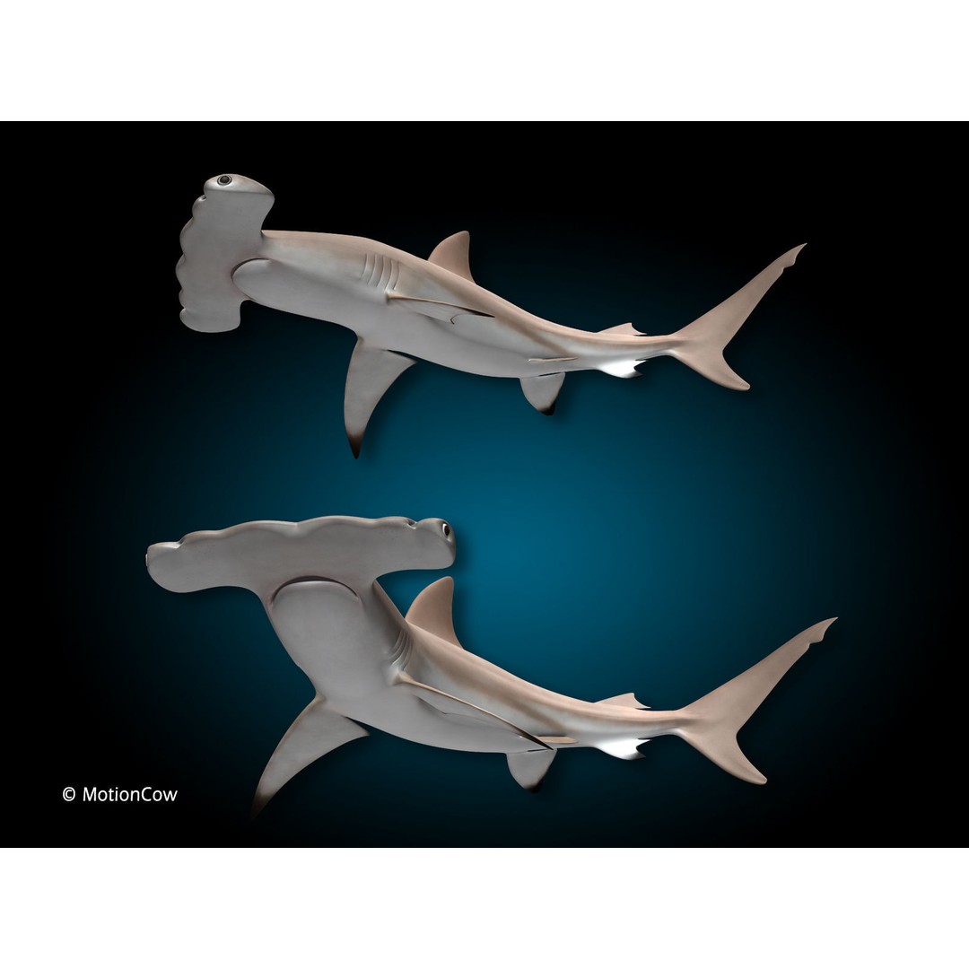 Hammerhead Shark 3D Model – Photo Realistic Rigged Animation FBX - View 6