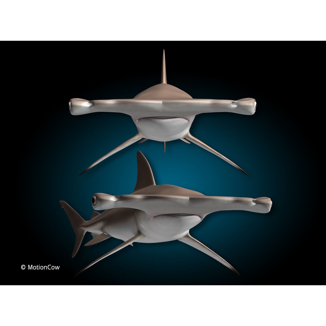 Hammerhead Shark 3D Model – Photo Realistic Rigged Animation FBX - View 7
