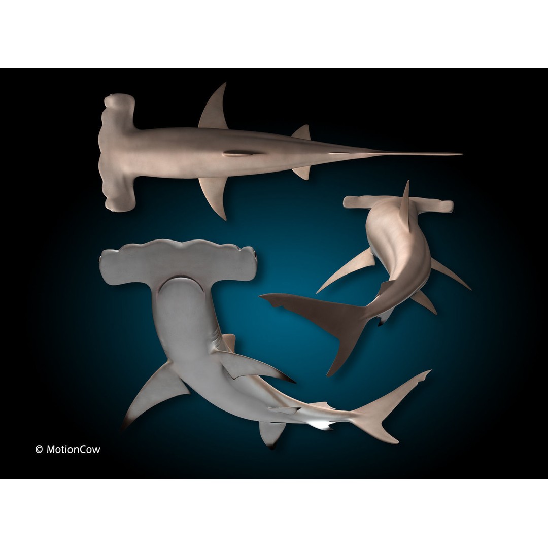 Hammerhead Shark 3D Model – Photo Realistic Rigged Animation FBX - View 8