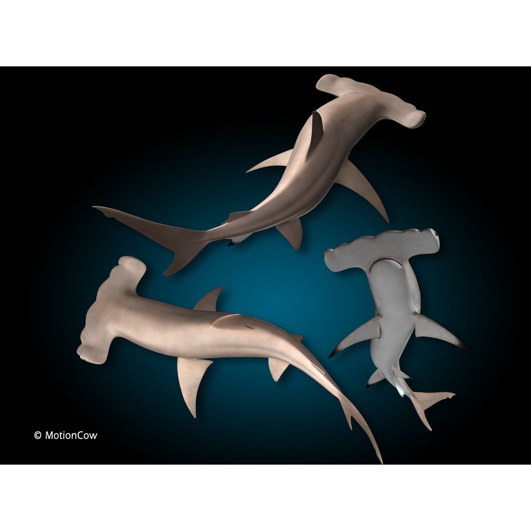 Hammerhead Shark 3D Model – Photo Realistic Rigged Animation FBX - View 9