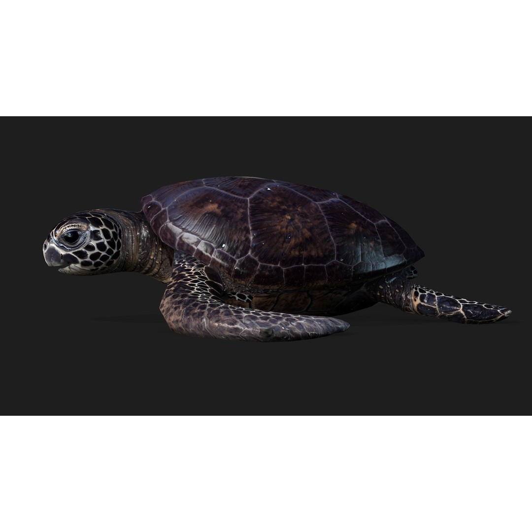 Turtle 3D Model – Animated Rigged Character with PBR Textures, FBX - View 10