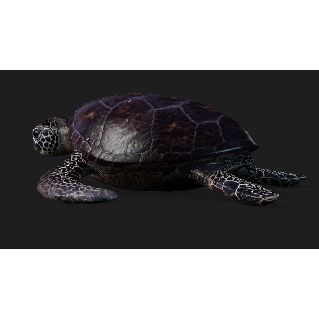 Turtle 3D Model – Animated Rigged Character with PBR Textures, FBX - View 11