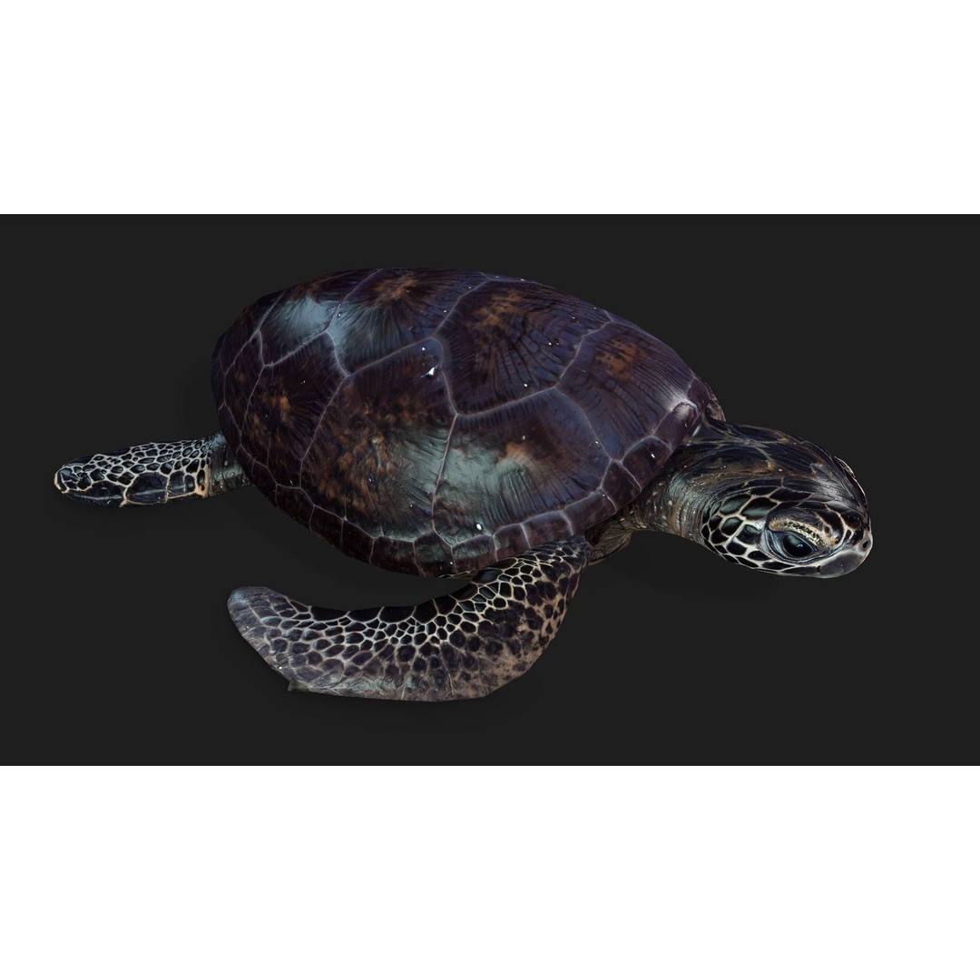 Turtle 3D Model – Animated Rigged Character with PBR Textures, FBX - View 12