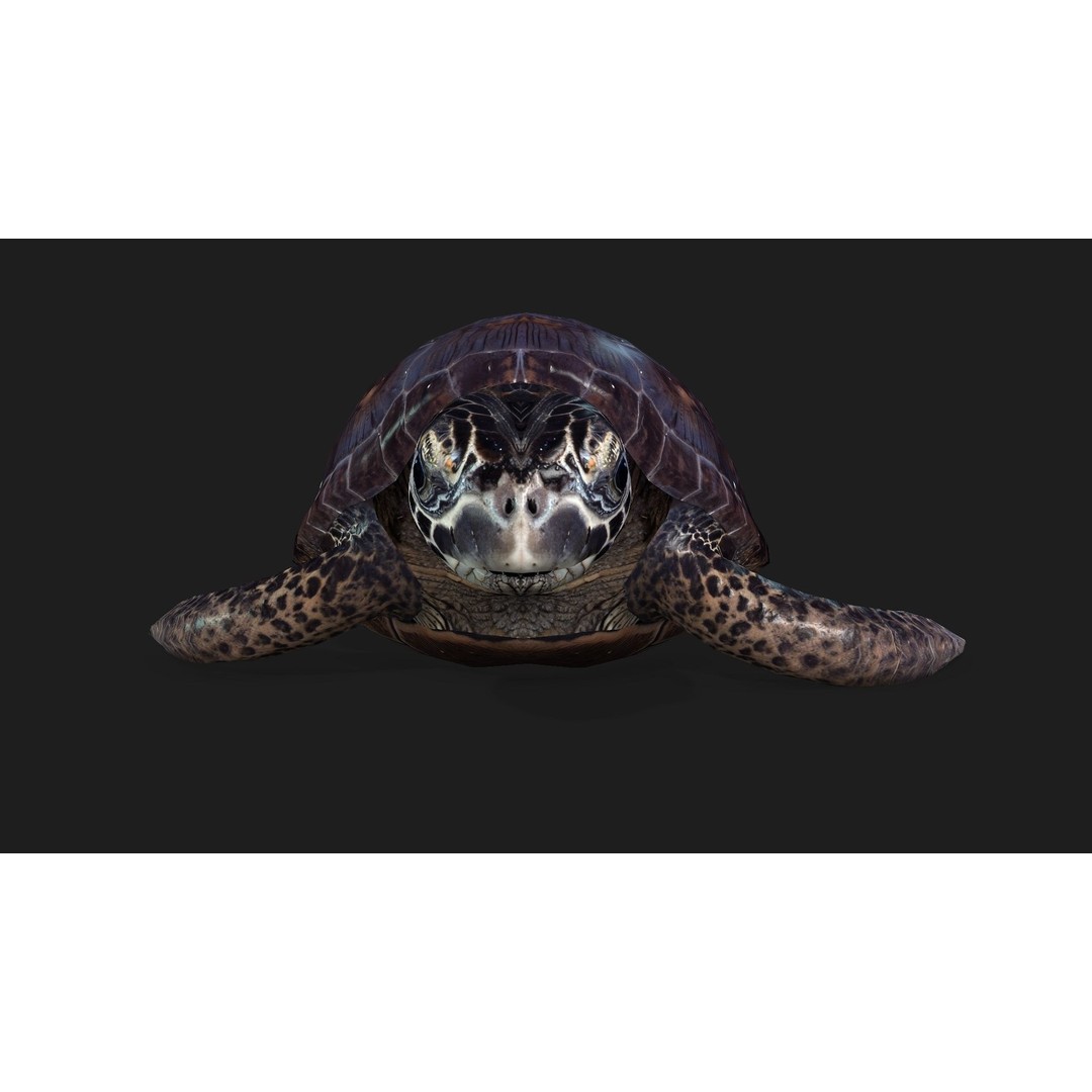 Turtle 3D Model – Animated Rigged Character with PBR Textures, FBX - View 13