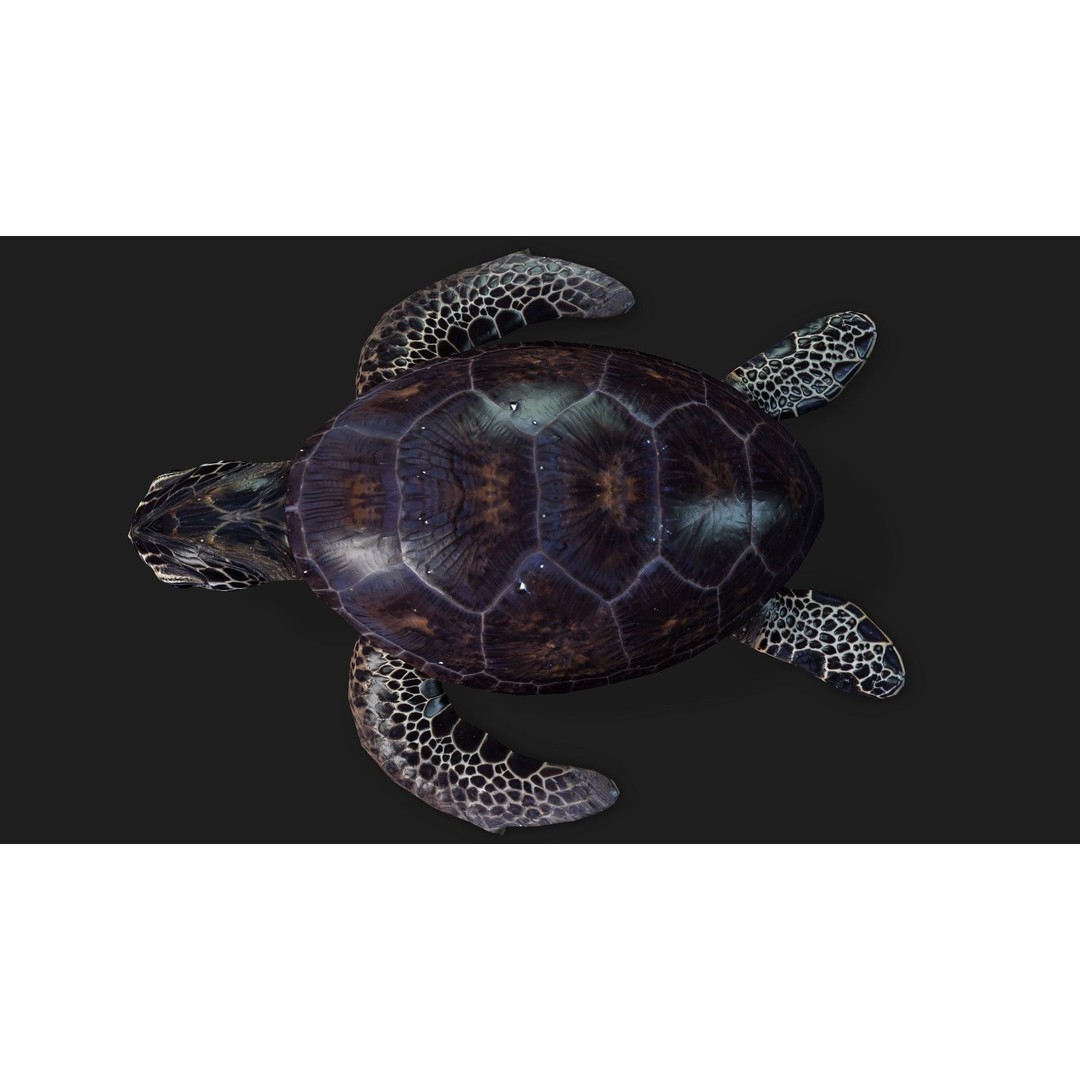 Turtle 3D Model – Animated Rigged Character with PBR Textures, FBX - View 14