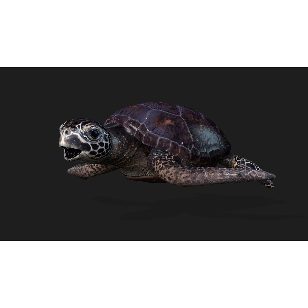 Turtle 3D Model – Animated Rigged Character with PBR Textures, FBX - View 15