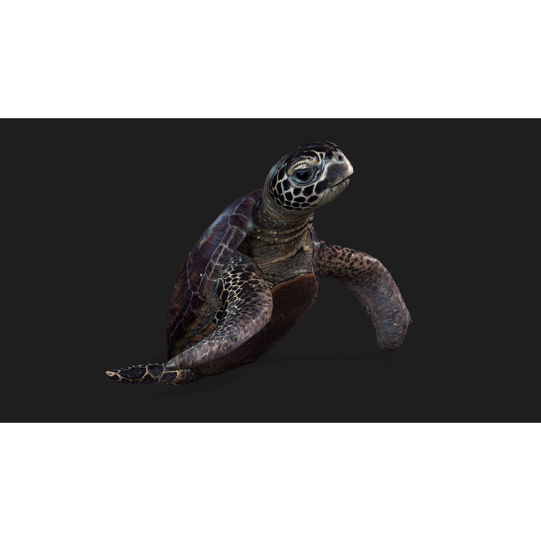 Turtle 3D Model – Animated Rigged Character with PBR Textures, FBX - View 16