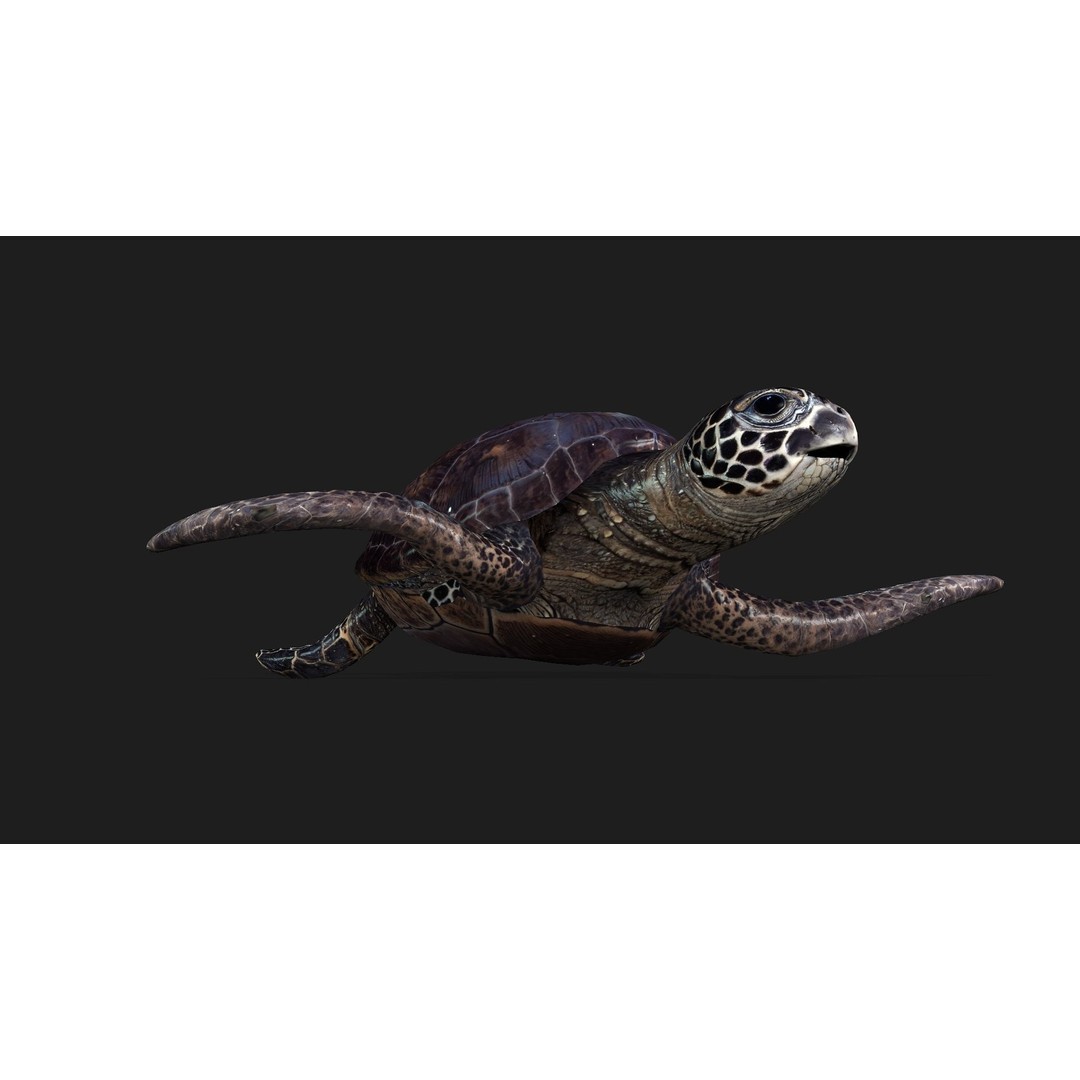 Turtle 3D Model – Animated Rigged Character with PBR Textures, FBX - View 17