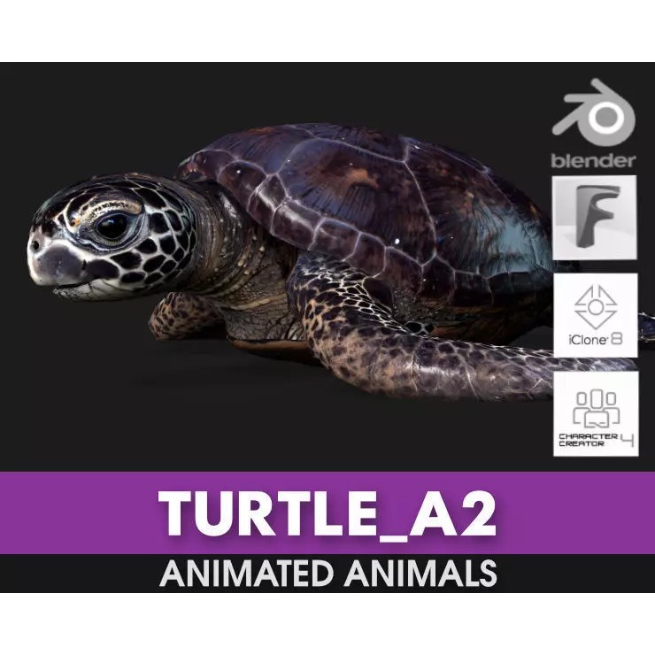 Turtle 3D Model – Animated Rigged Character with PBR Textures, FBX - View 2
