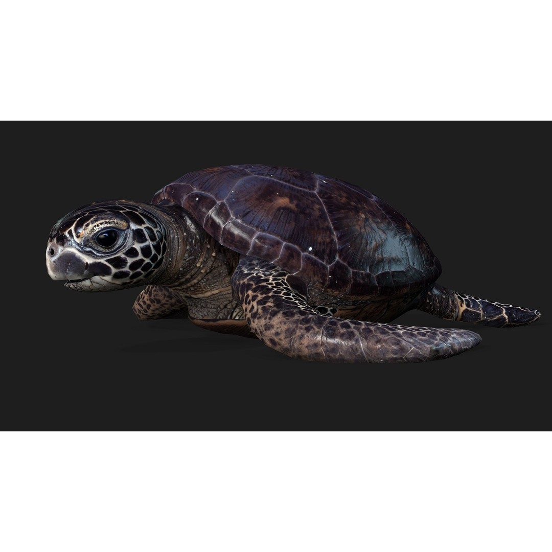 Turtle 3D Model – Animated Rigged Character with PBR Textures, FBX - View 3