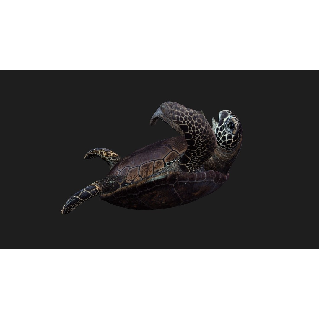 Turtle 3D Model – Animated Rigged Character with PBR Textures, FBX - View 4