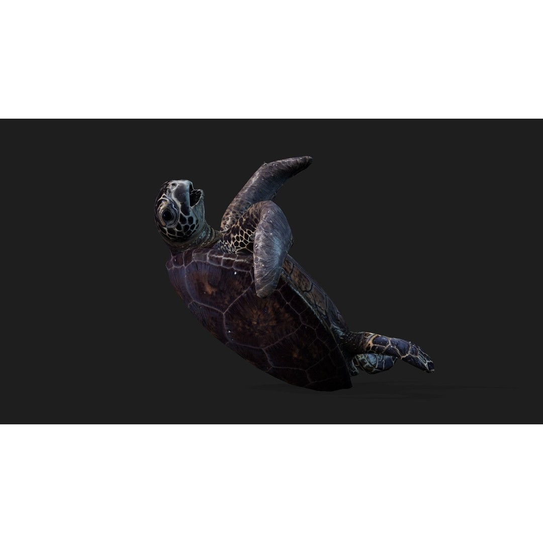 Turtle 3D Model – Animated Rigged Character with PBR Textures, FBX - View 5