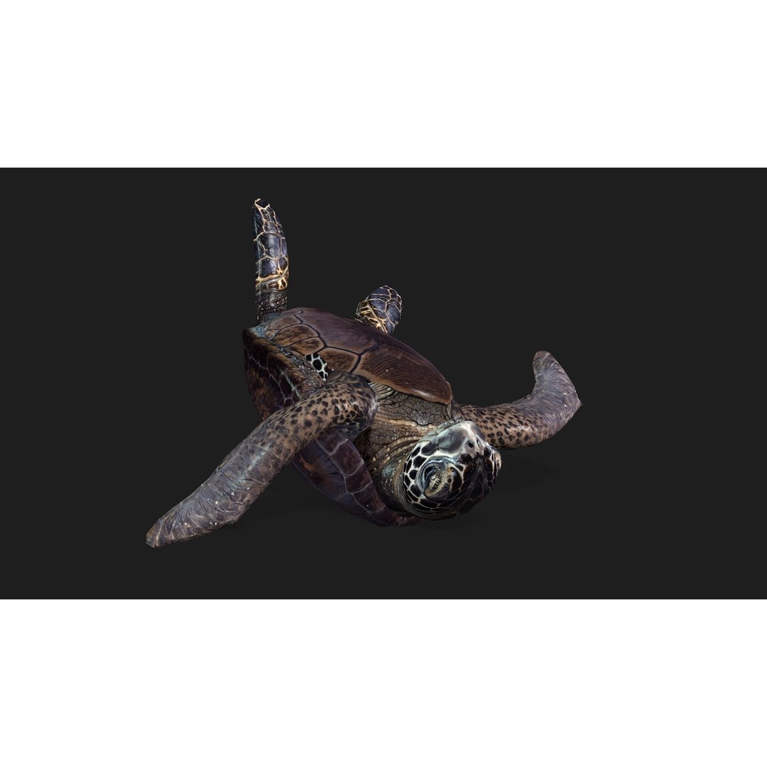 Turtle 3D Model – Animated Rigged Character with PBR Textures, FBX - View 6