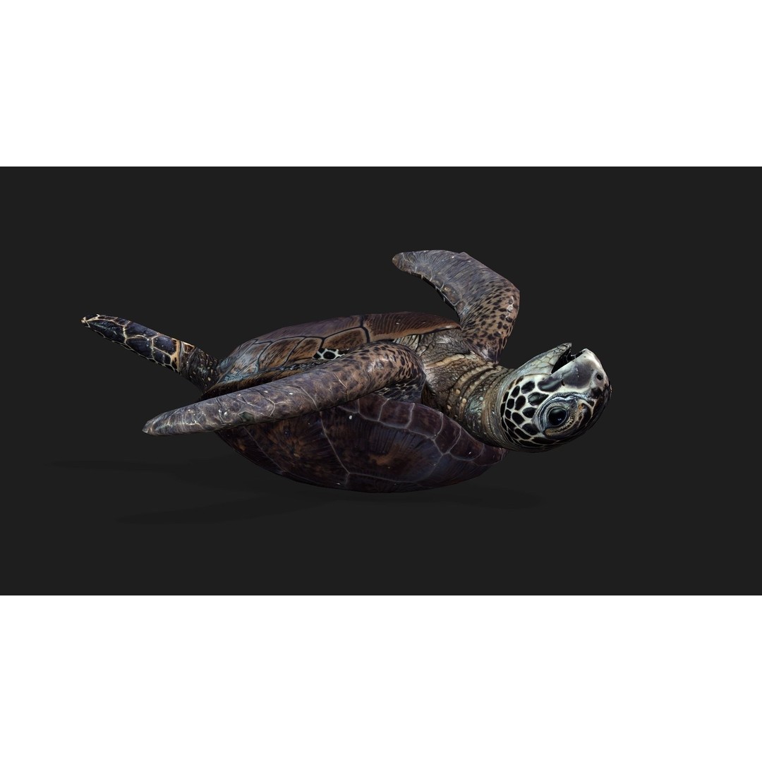 Turtle 3D Model – Animated Rigged Character with PBR Textures, FBX - View 7
