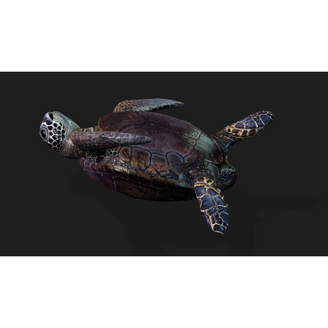 Turtle 3D Model – Animated Rigged Character with PBR Textures, FBX - View 8