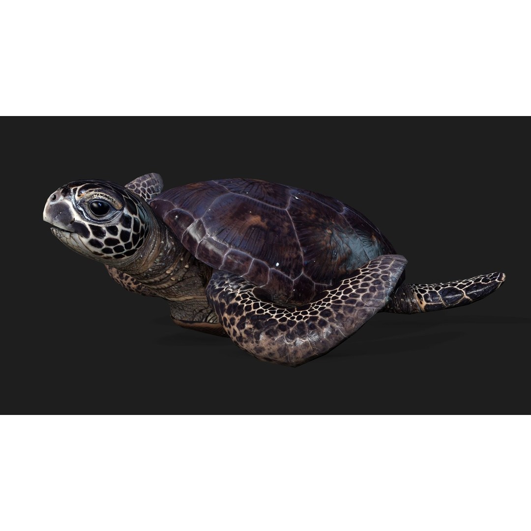 Turtle 3D Model – Animated Rigged Character with PBR Textures, FBX - View 9