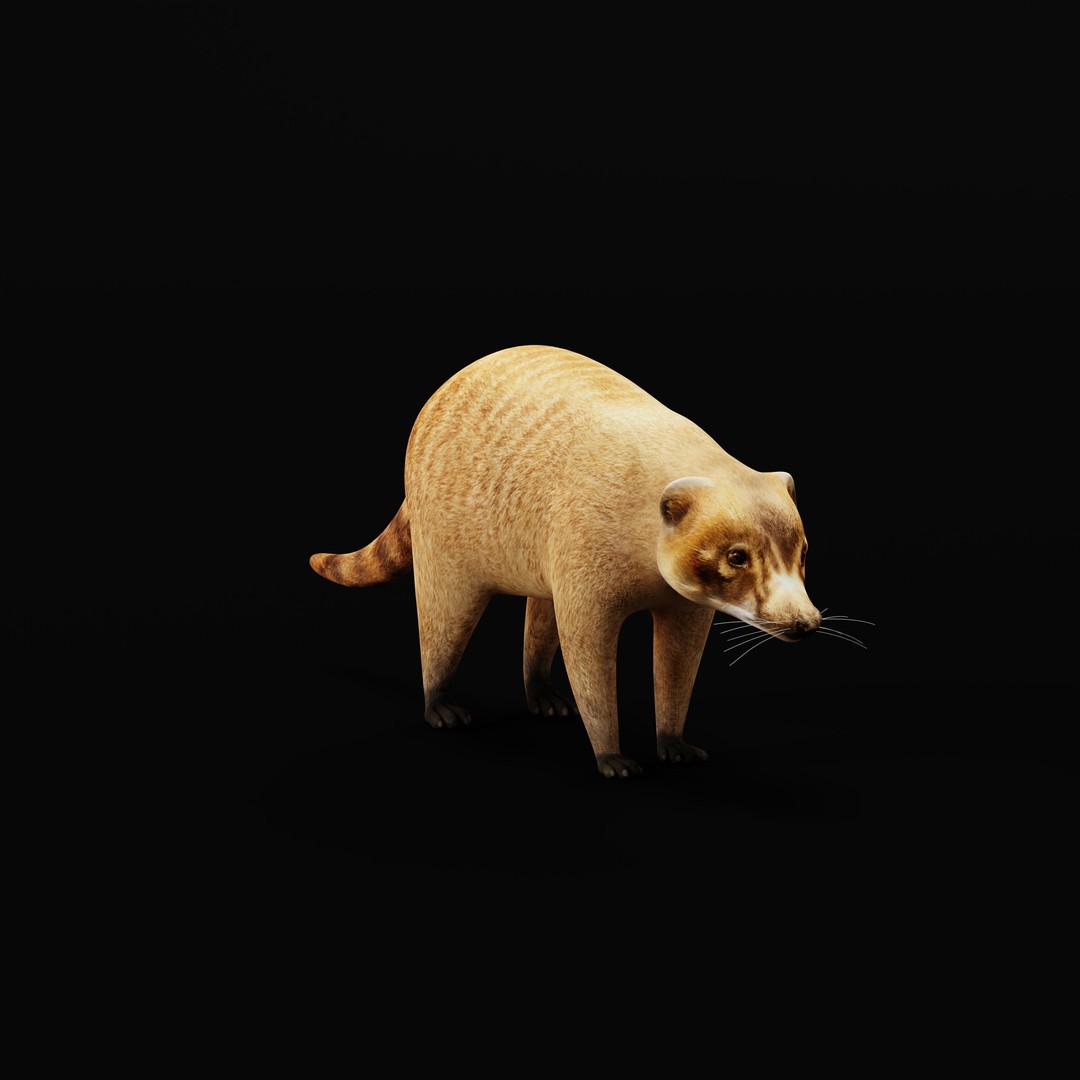 Coati 3D Model – Low Poly Game Ready Animal with 12 Animations