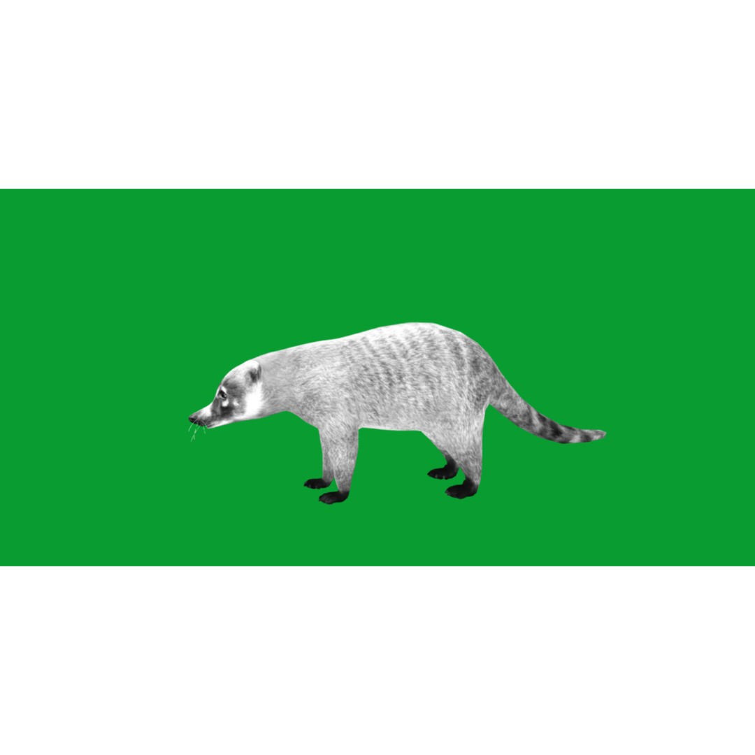 Coati 3D Model – Low Poly Game Ready Animal with 12 Animations - View 10