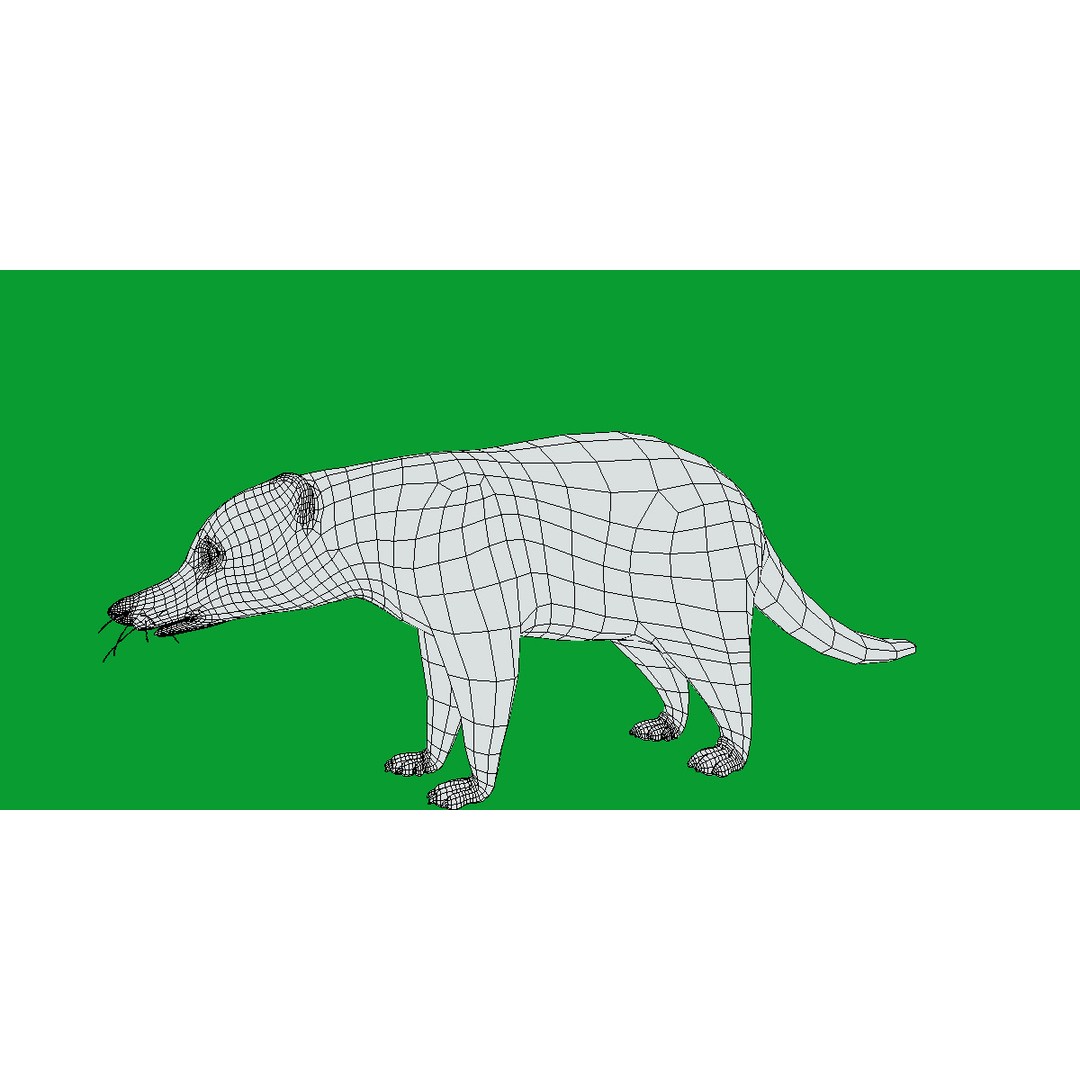 Coati 3D Model – Low Poly Game Ready Animal with 12 Animations - View 14