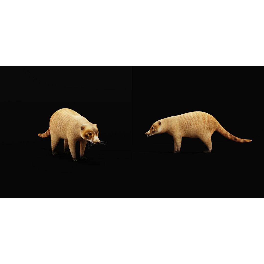 Coati 3D Model – Low Poly Game Ready Animal with 12 Animations - View 17