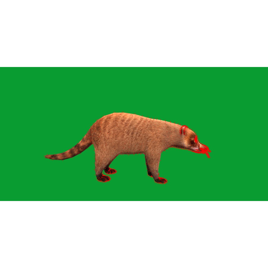 Coati 3D Model – Low Poly Game Ready Animal with 12 Animations - View 18