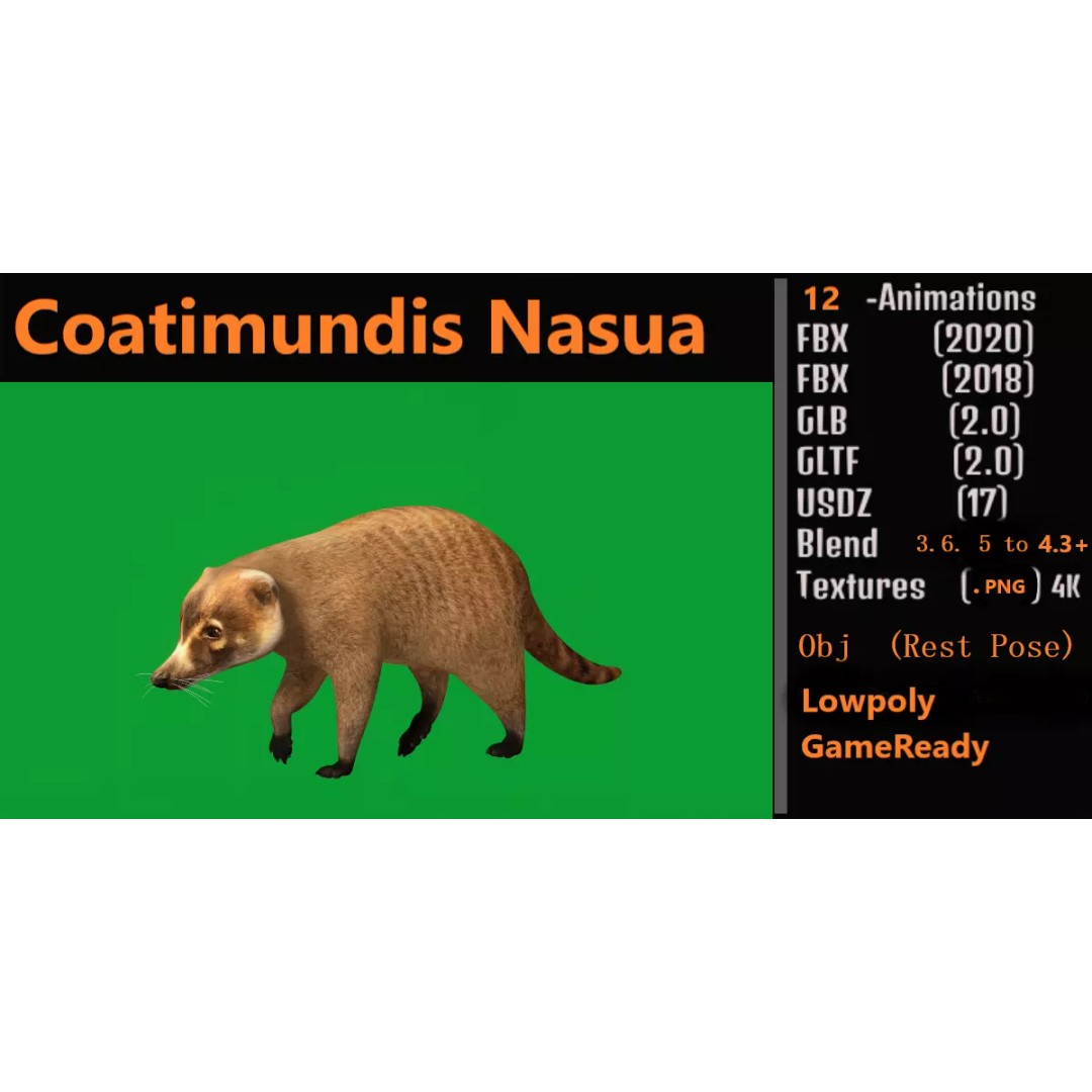 Coati 3D Model – Low Poly Game Ready Animal with 12 Animations - View 2