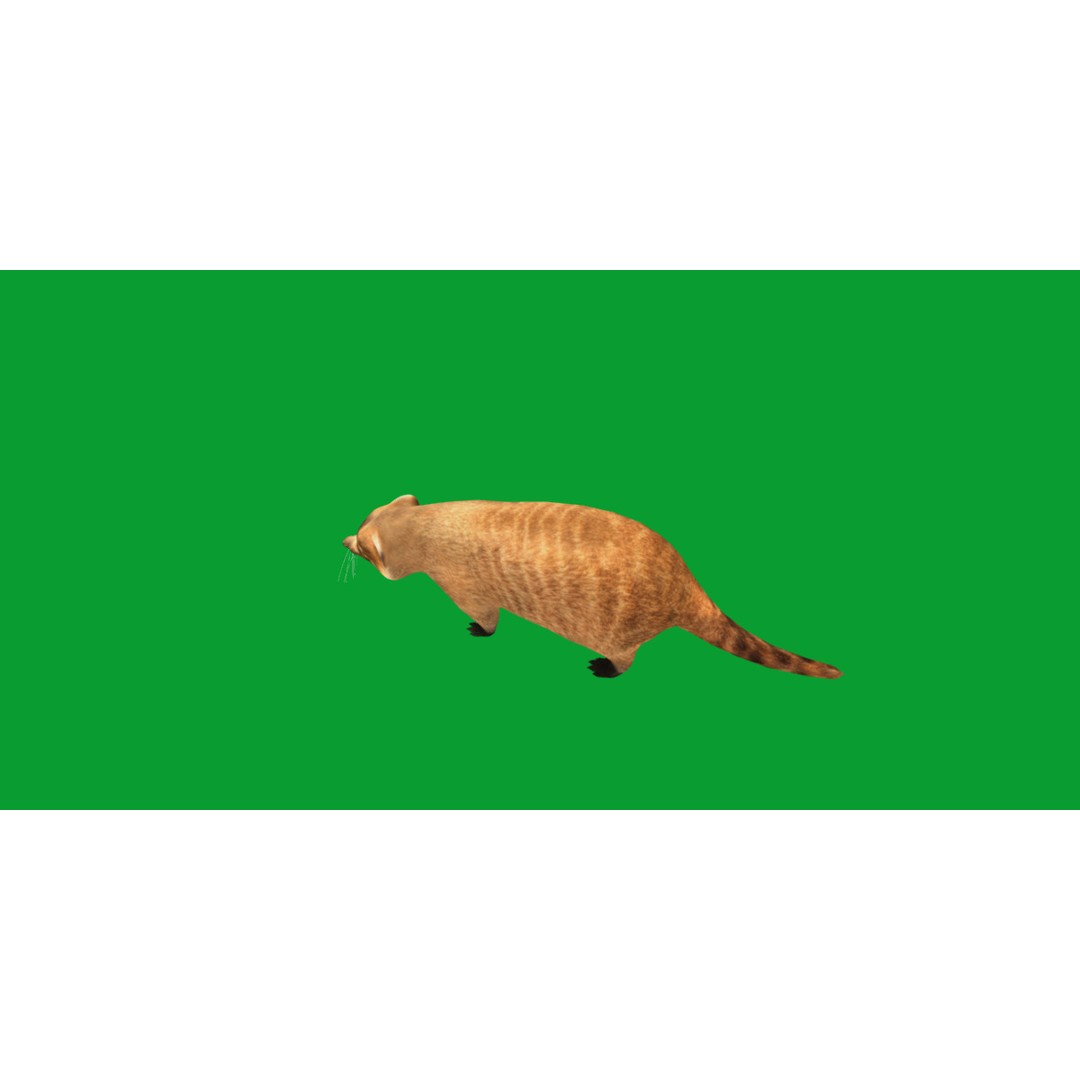 Coati 3D Model – Low Poly Game Ready Animal with 12 Animations - View 22