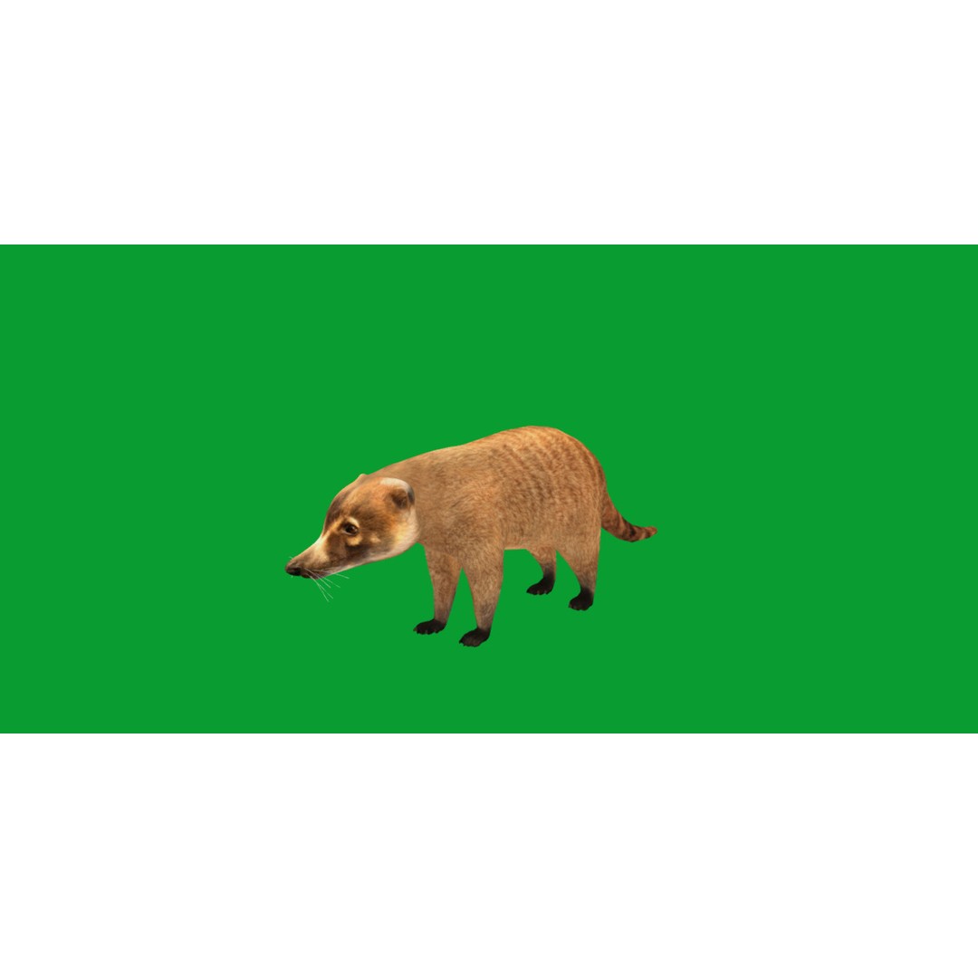 Coati 3D Model – Low Poly Game Ready Animal with 12 Animations - View 23