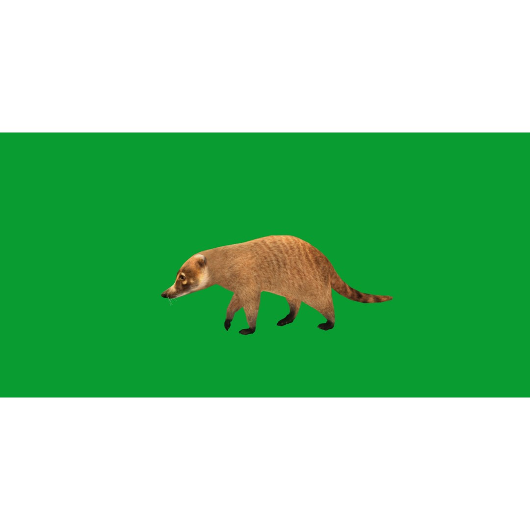 Coati 3D Model – Low Poly Game Ready Animal with 12 Animations - View 24