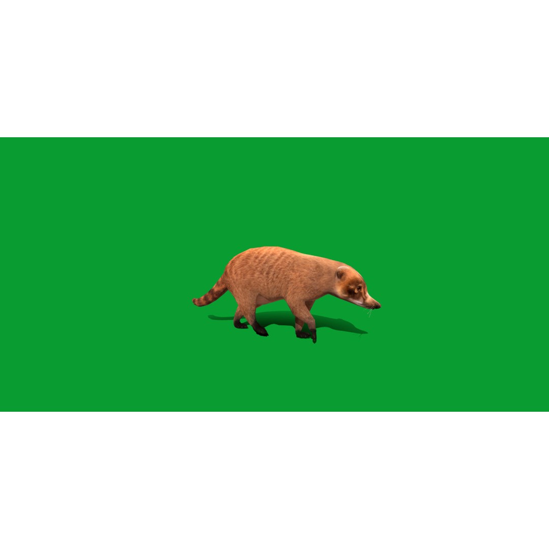 Coati 3D Model – Low Poly Game Ready Animal with 12 Animations - View 25