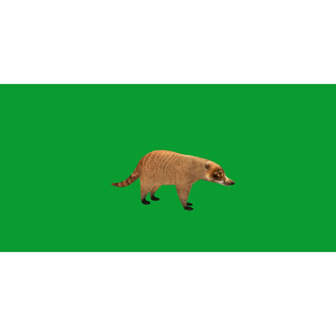 Coati 3D Model – Low Poly Game Ready Animal with 12 Animations - View 29