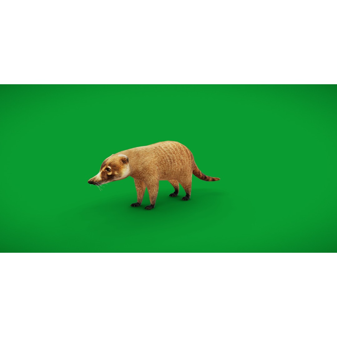 Coati 3D Model – Low Poly Game Ready Animal with 12 Animations - View 3
