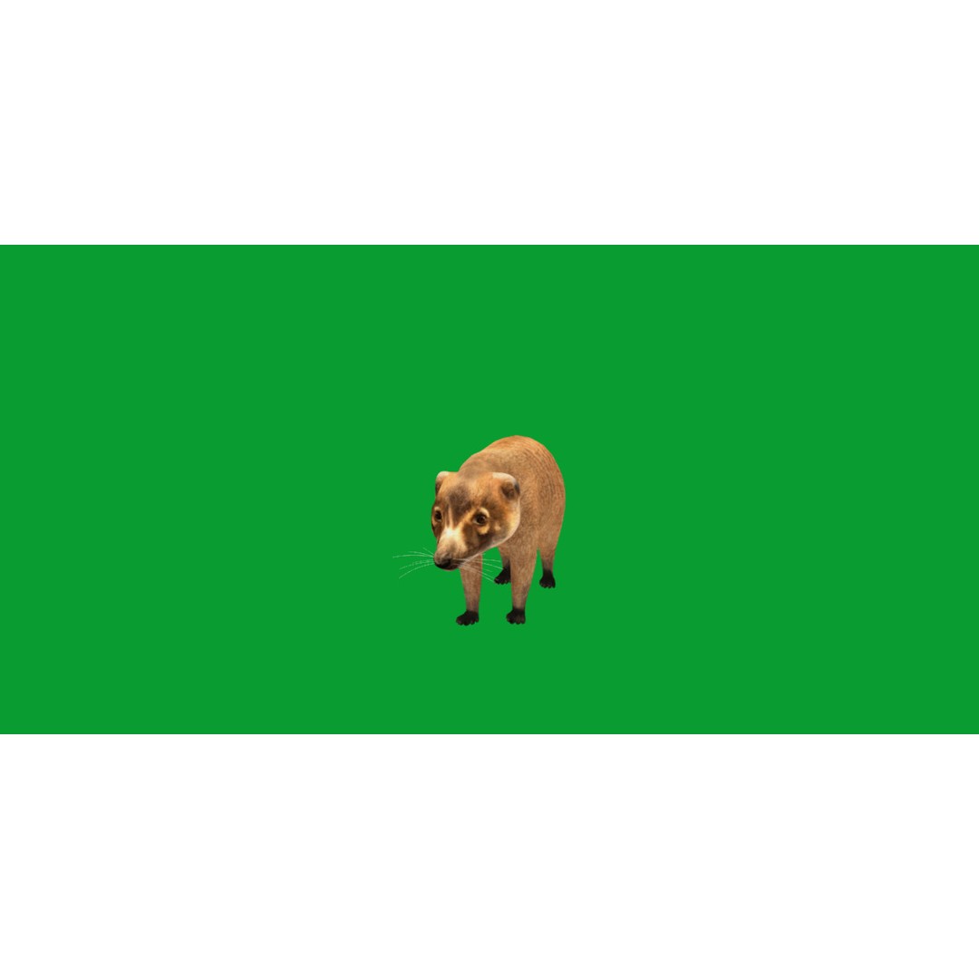 Coati 3D Model – Low Poly Game Ready Animal with 12 Animations - View 30