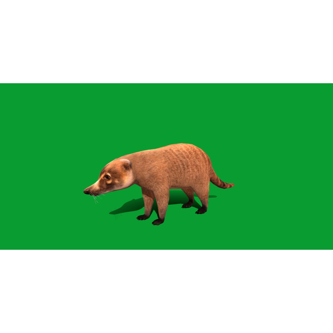 Coati 3D Model – Low Poly Game Ready Animal with 12 Animations - View 31